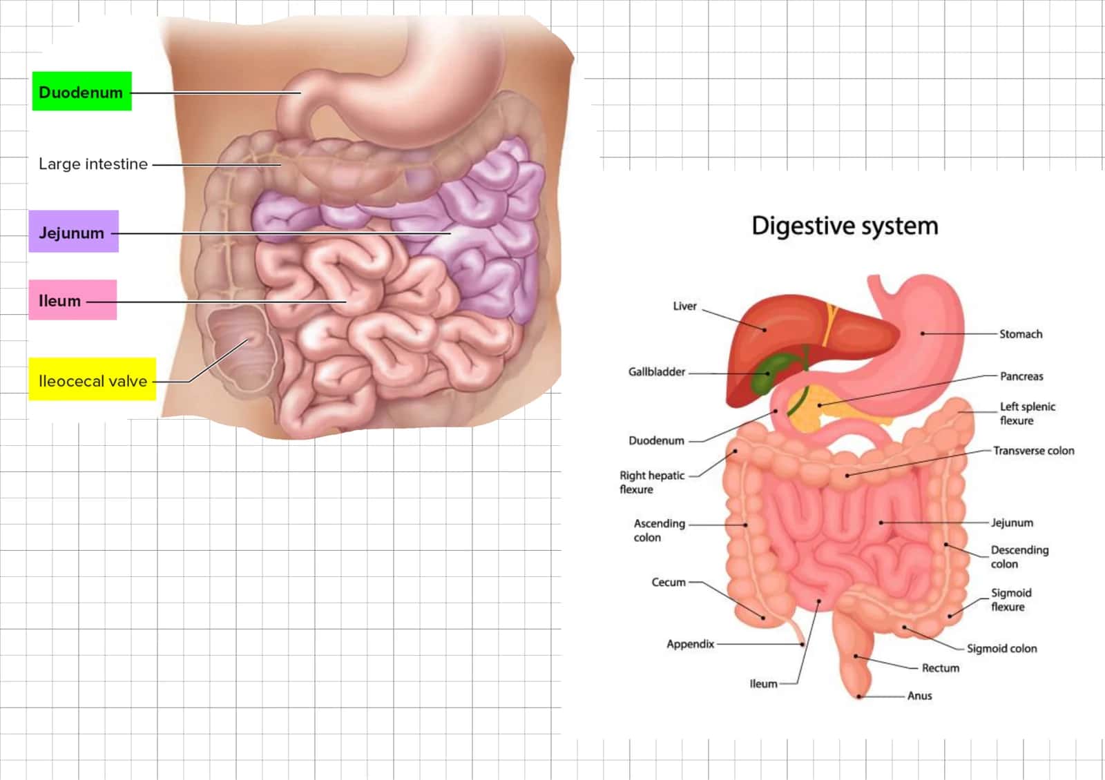 Duodenum ileum yeyunum haqida toliq 2
