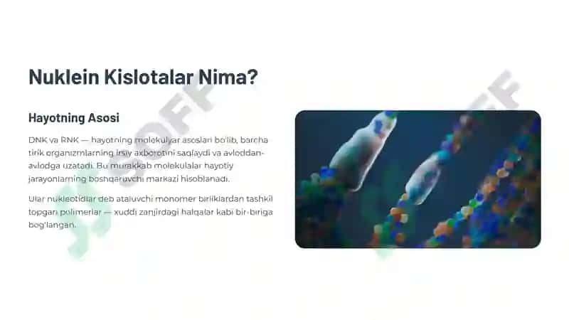 Nuklein Kislotalar Tuzilishi 2