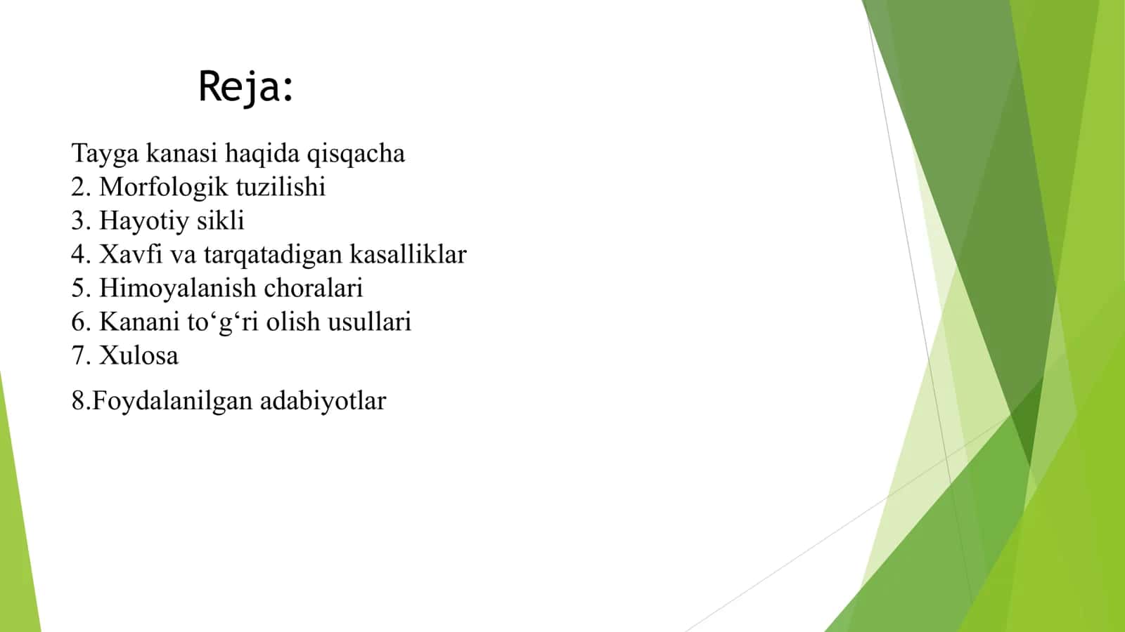 Tayga kanasi 2