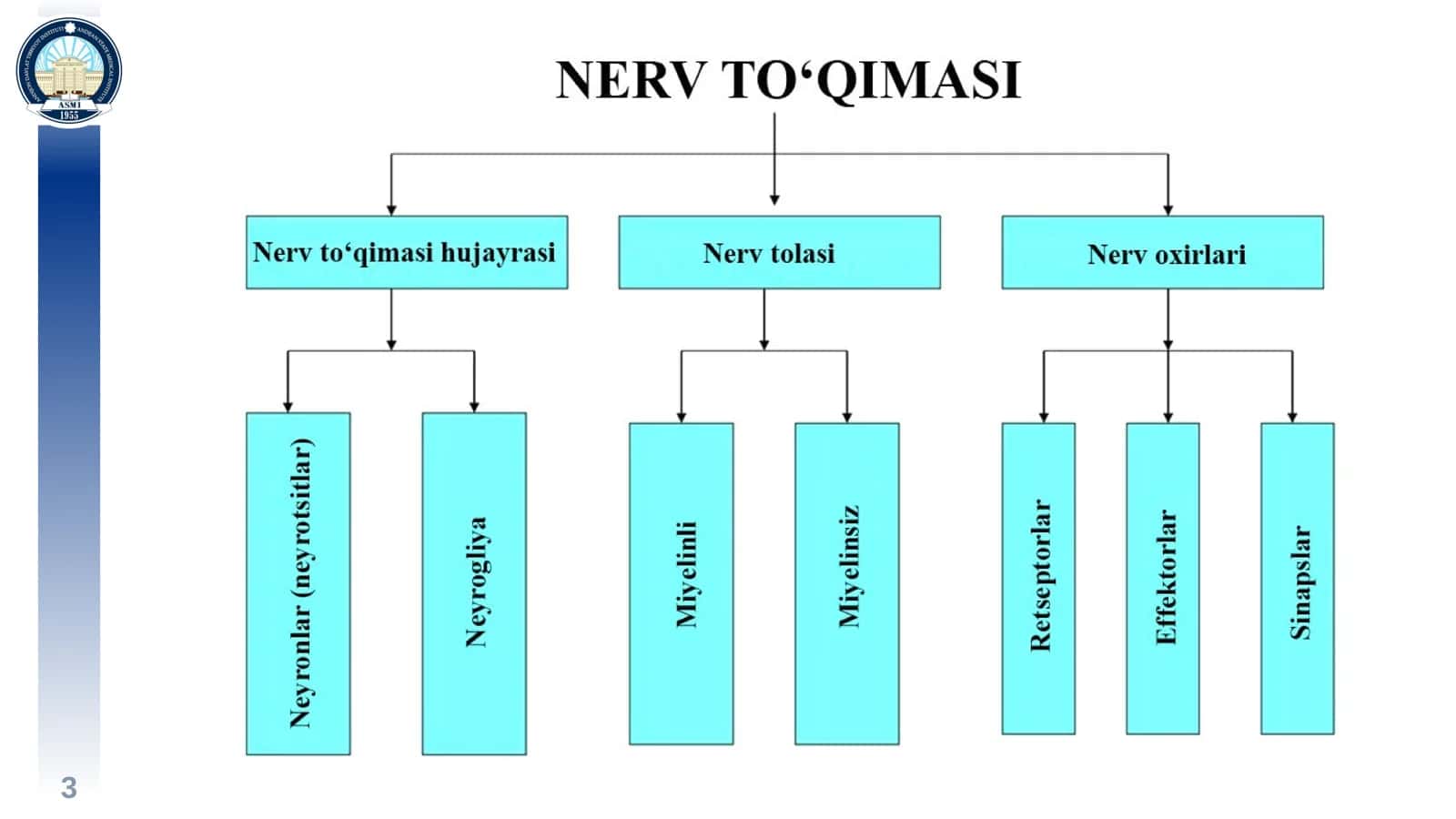 Nerv To'qimasi 3