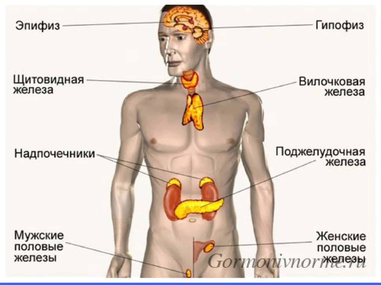 Эндокрин касалликлар 3