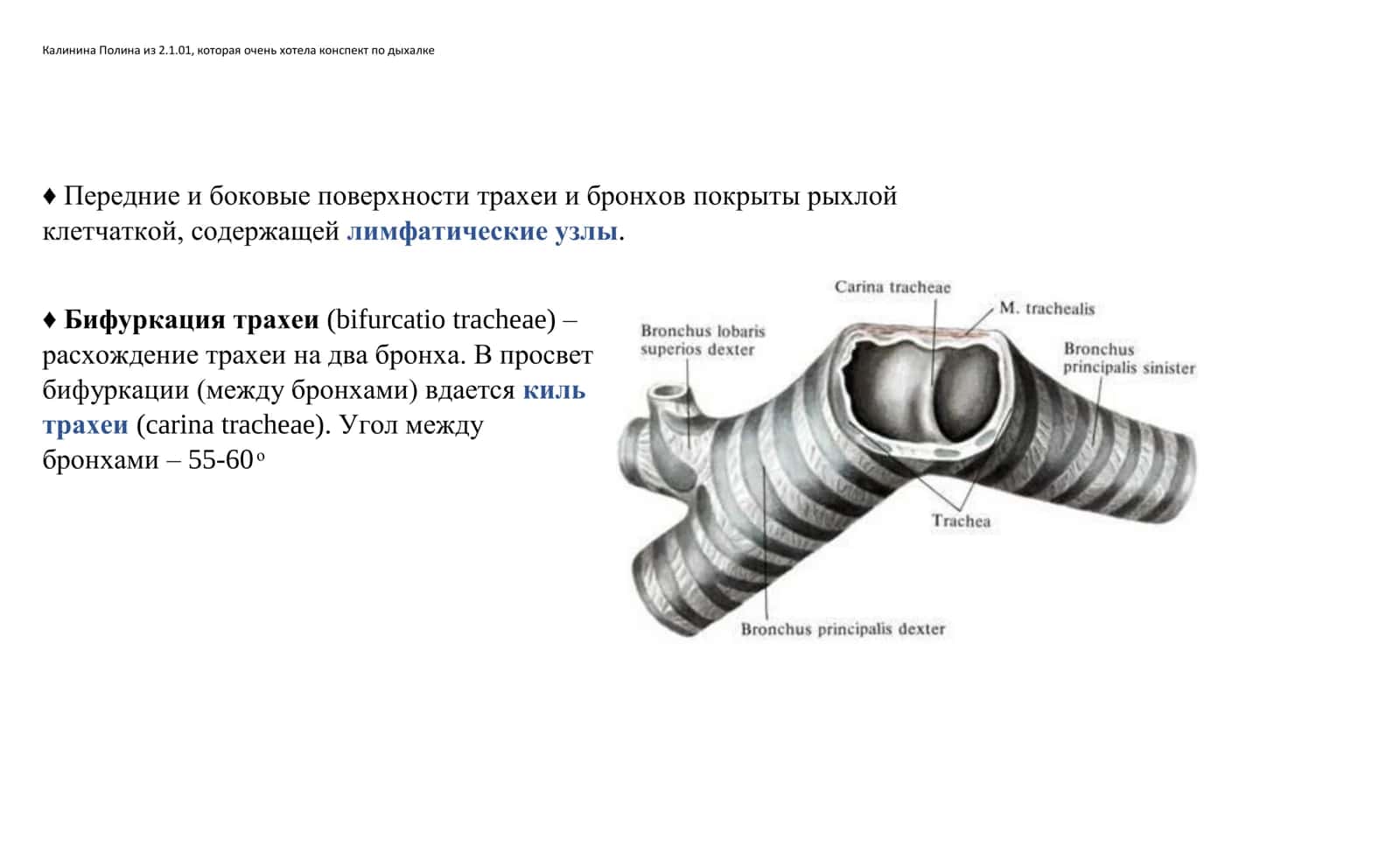 Трахея (trachea) 3