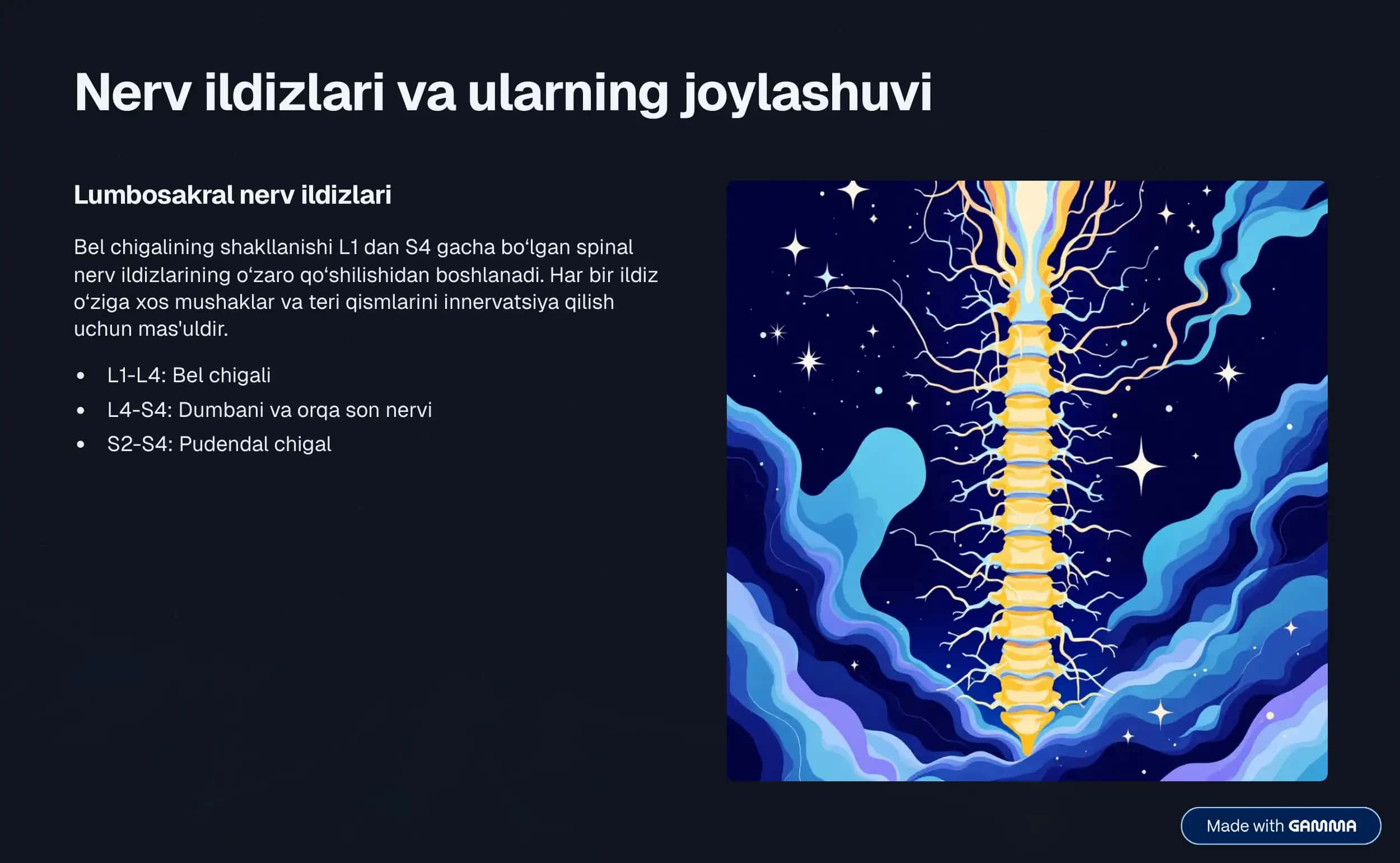 Bel chigali anatomiyasi 3