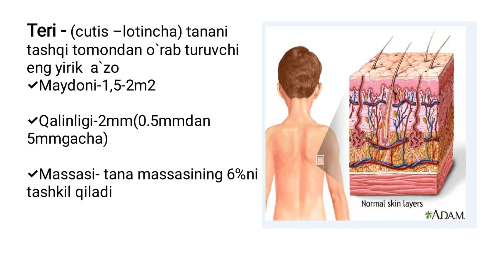 TERI GISTALOGIYASI 3