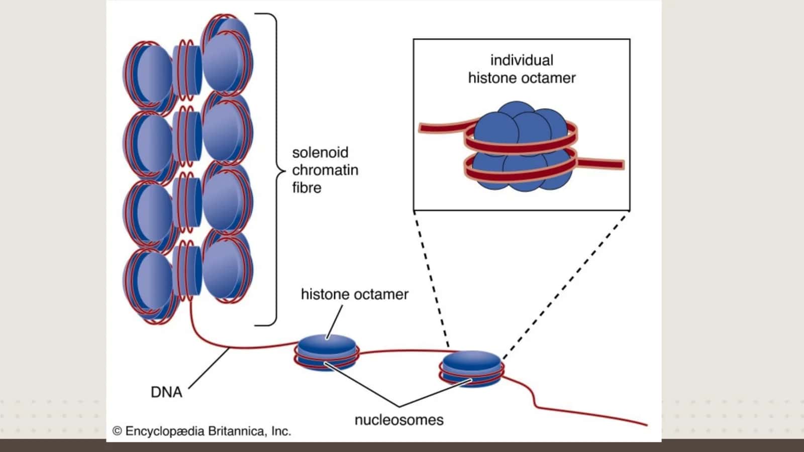 Nukleoproteinlar 3