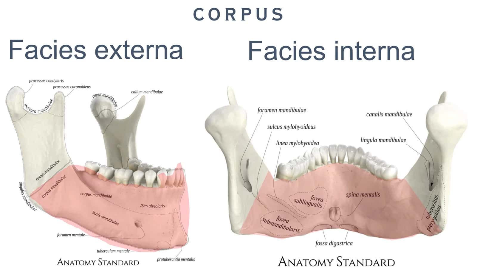 MANDIBULA 3