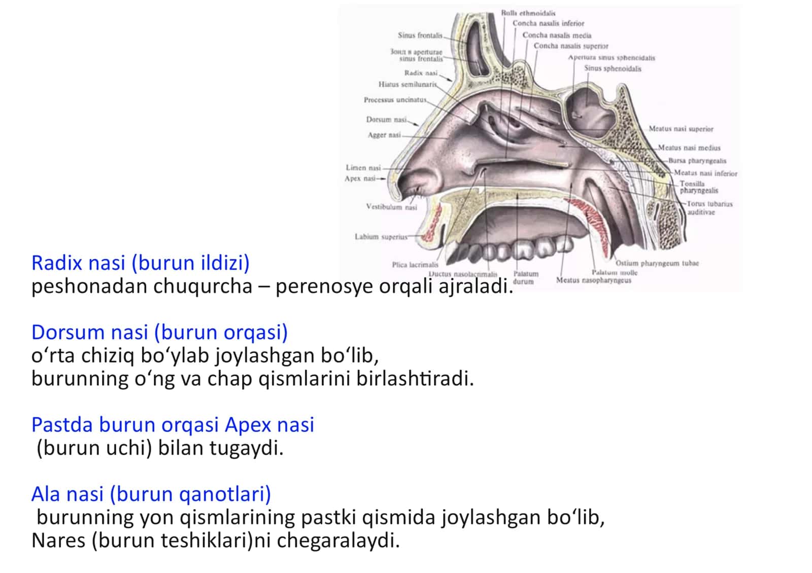 Nfas olish sistemasi, Burun, nasum. 3