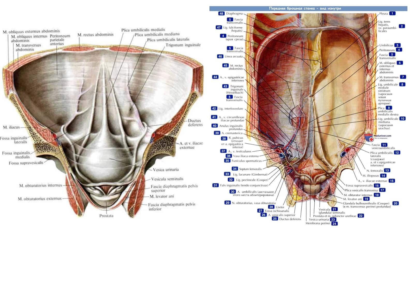Qorin pardasi, peritoneum. 3
