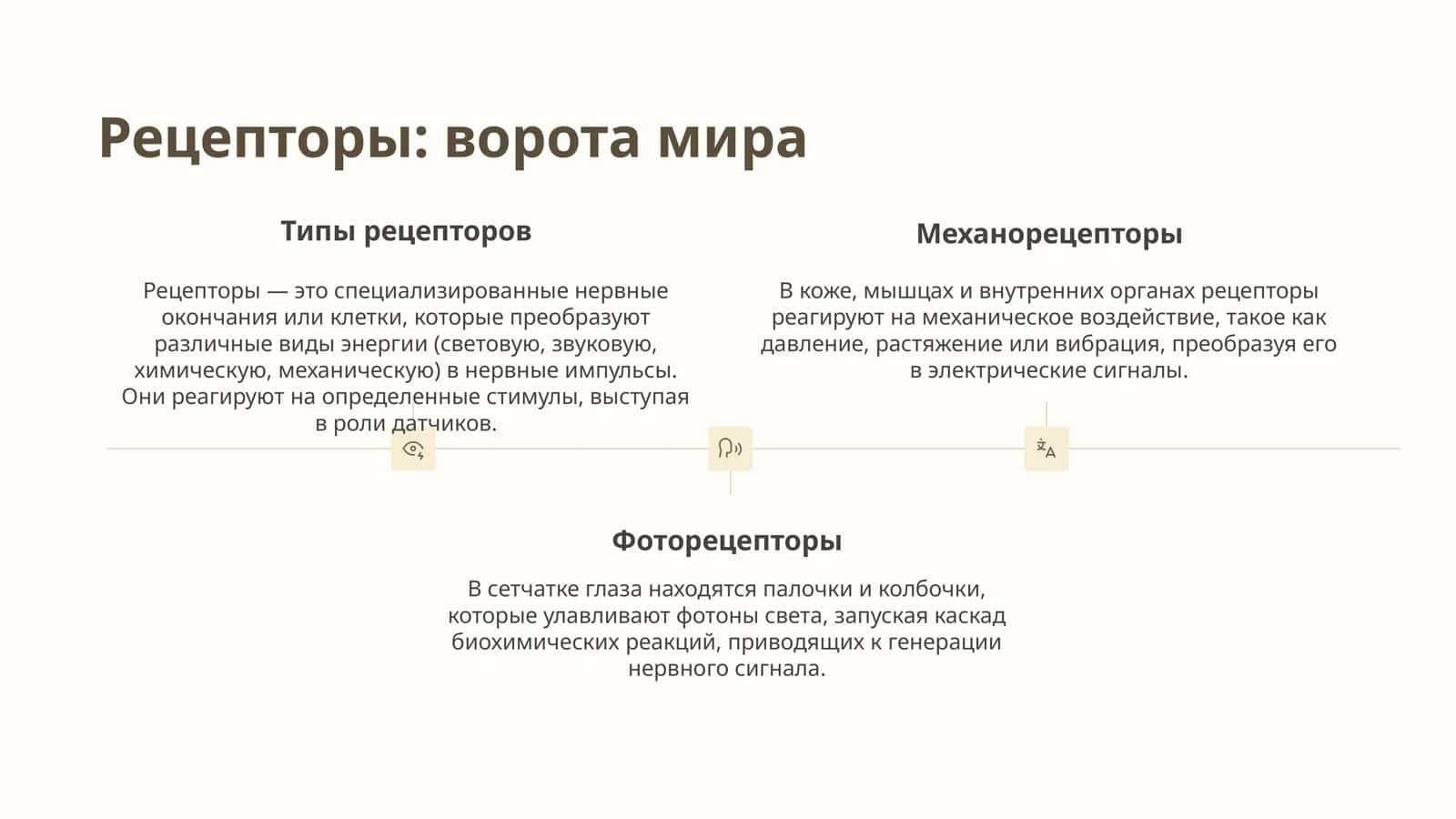 Ощущения: нейрофизиология 3