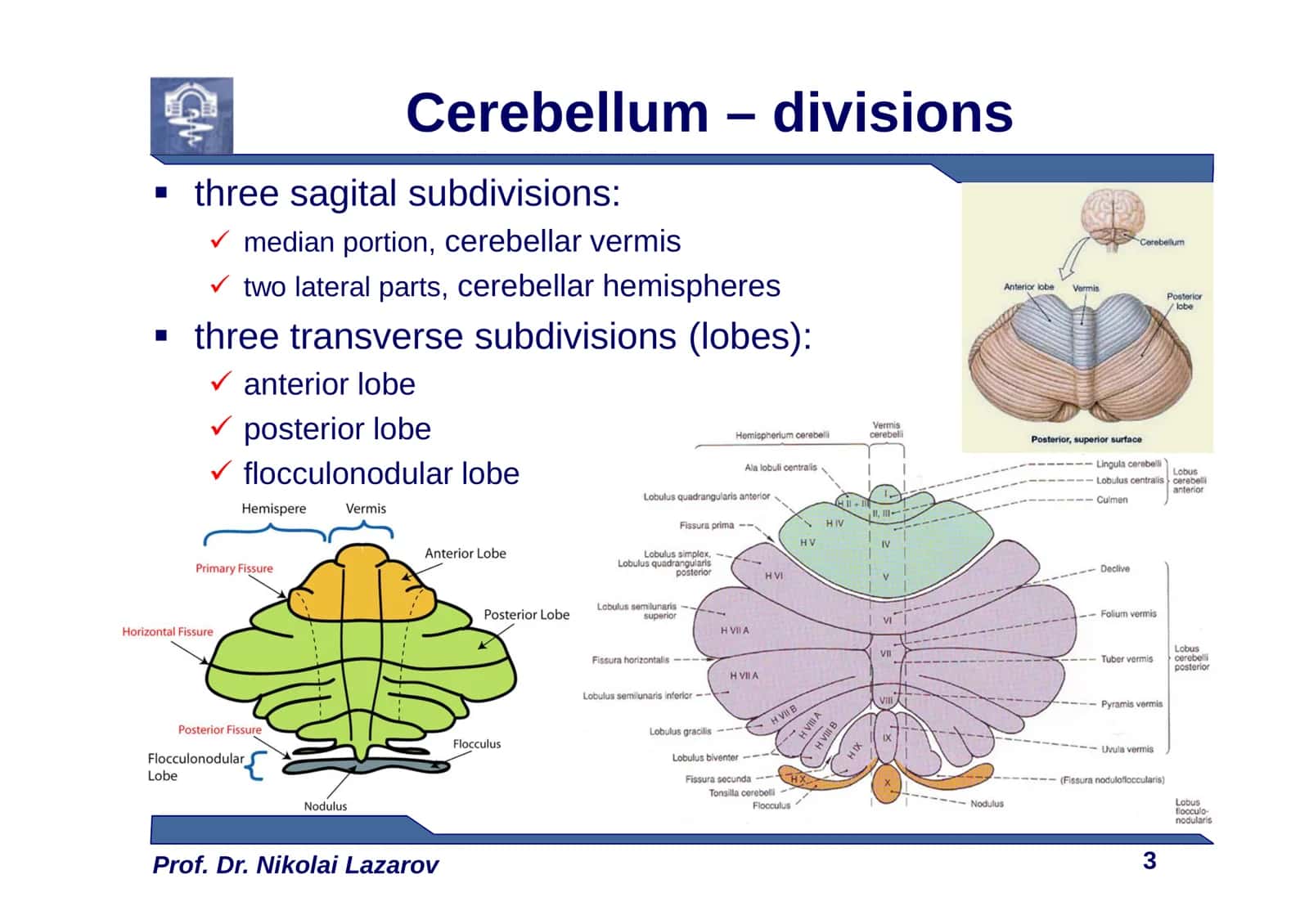 Cerebellum 3