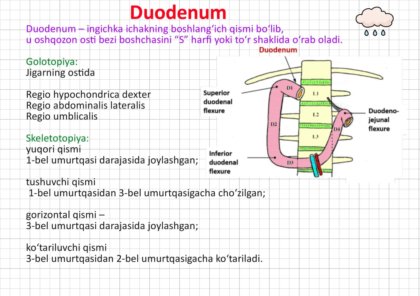Duodenum ileum yeyunum haqida toliq 3
