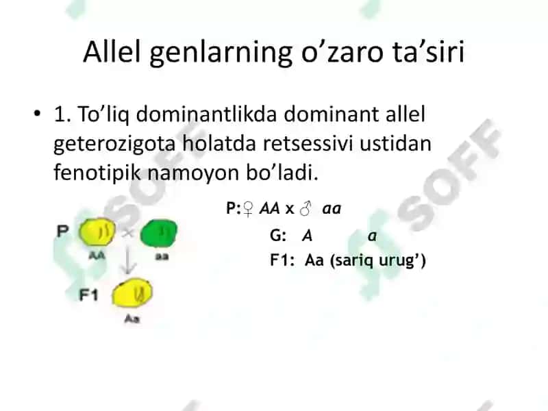 Allel va allelmas genlarning o’zaro ta’siri 3