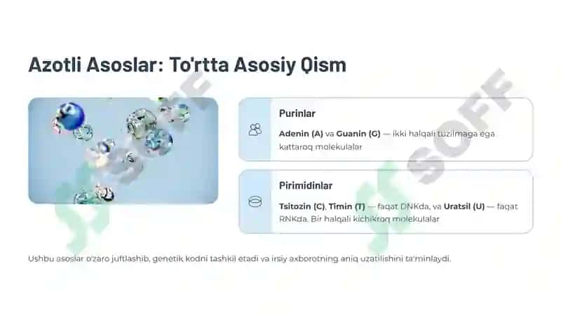 Nuklein Kislotalar Tuzilishi 4