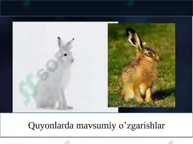 MODIFIKATSION O’ZGARUVCHANLIK VA UNI STATISTIK USULDA O’RGANISH FENOTIPIK O’ZGARUVCHANLIK 4