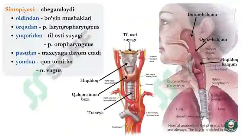 Hiqildoq anatomiyasi 4
