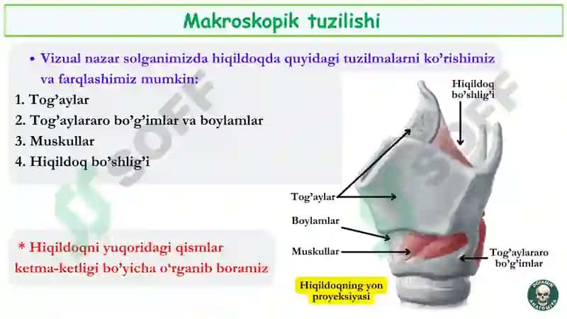 Hiqildoq anatomiyasi 5