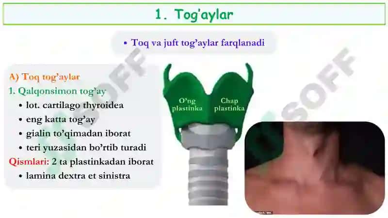 Hiqildoq anatomiyasi 6