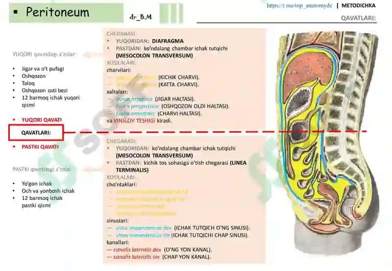 QORIN PARDA (peritoneum) 8