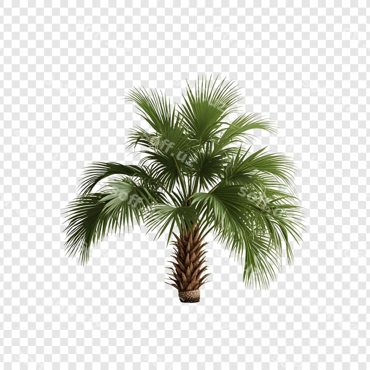 Palma daraxti shaffof orqa fonda | Palm tree transparent background 1