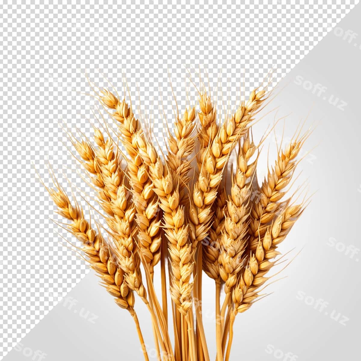 Foto buğum quloqlari shaffof fonda | Photo wheat ears transparent background 1