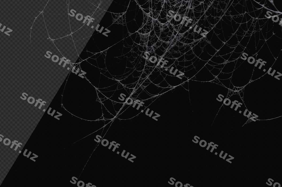 Fotorealistik chimyon tarmogi | Photorealistic cobweb 1