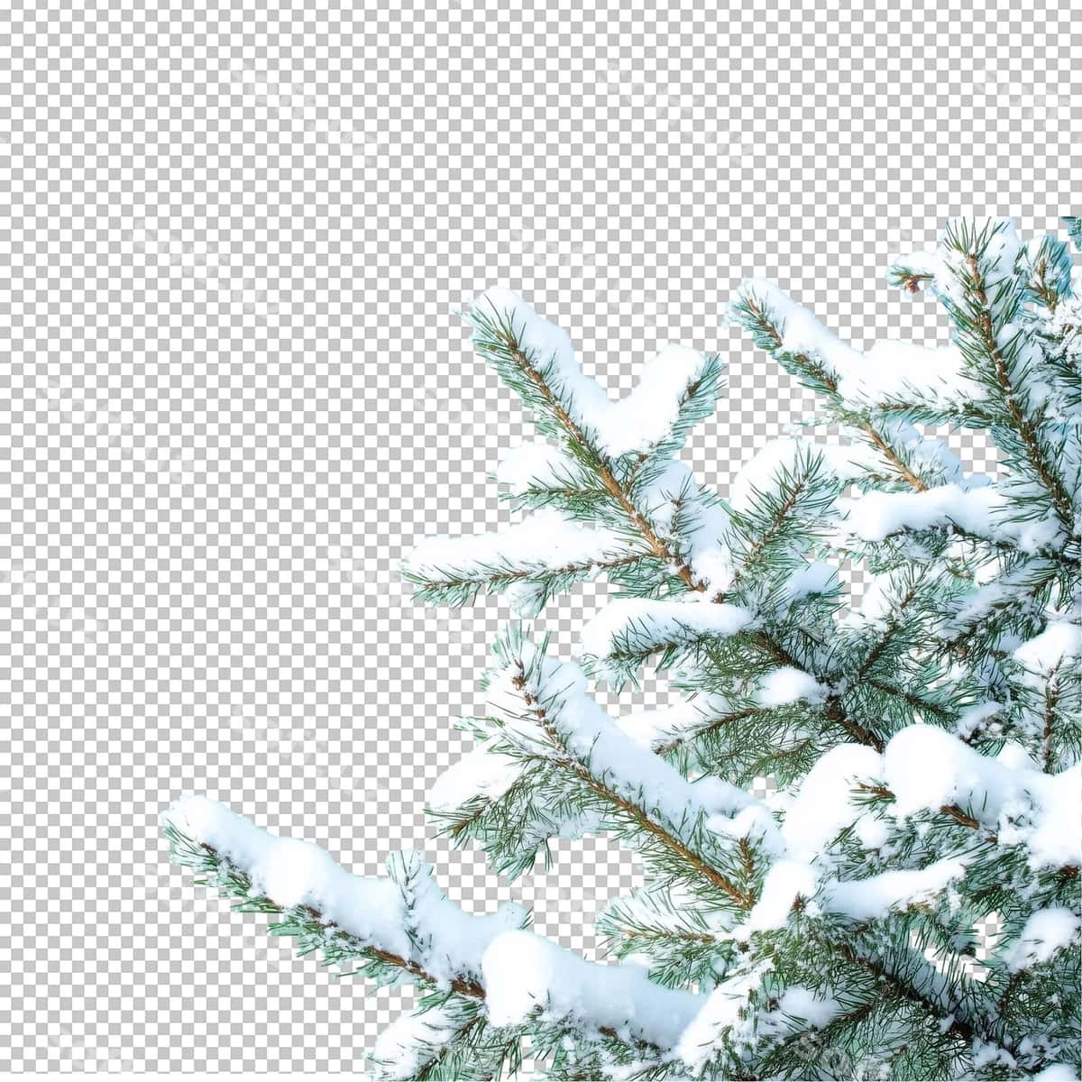 Chinar daraxti qor bilan | Pine tree with snow 1