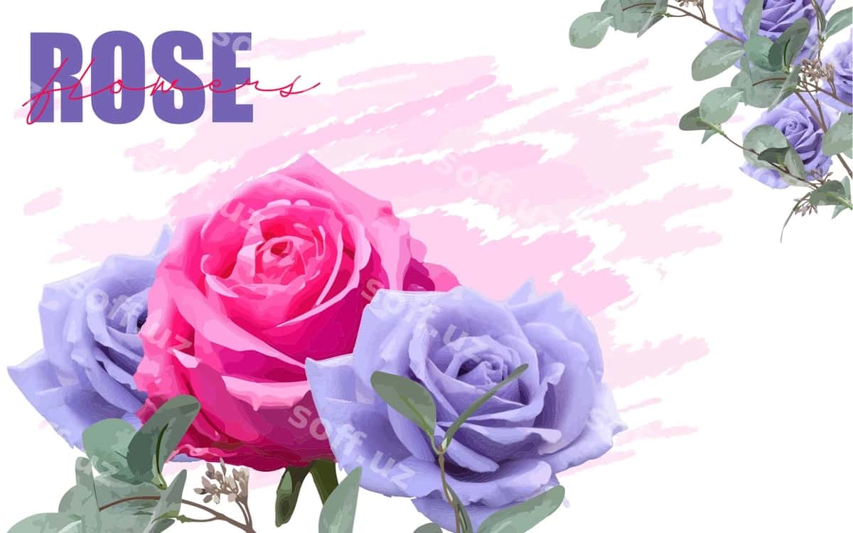 Binafsha va gulbinafsha gullar bahor orqa fonda | Pink purple roses spring background 1