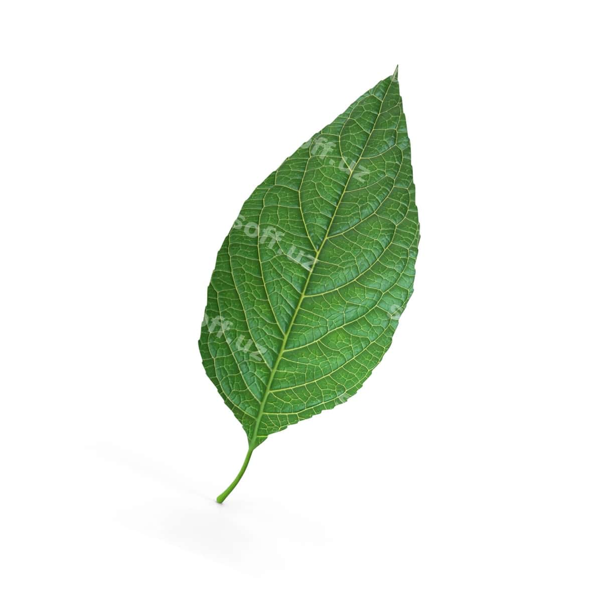 O'simlik varaqi | Plant leaf 1