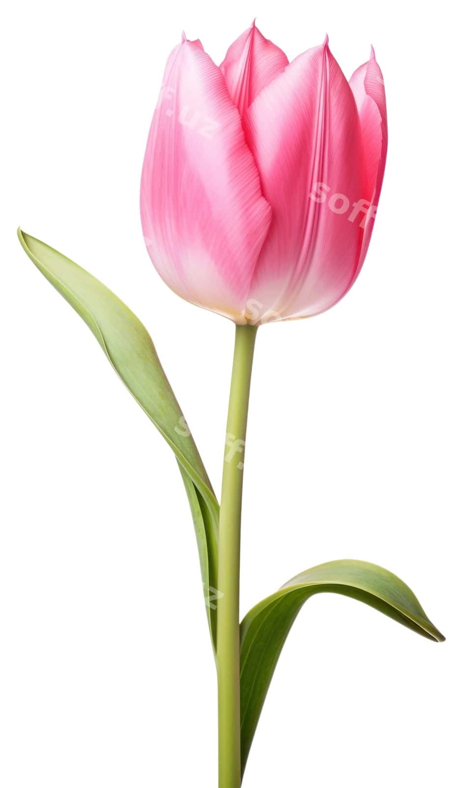 Pink gullar guli lola o'simlik | Png blossom flower tulip plant 1