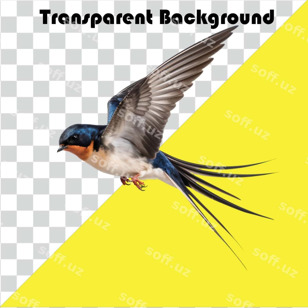 Psd chumg'al shaffof fonda | Psd swallow transparent background 1