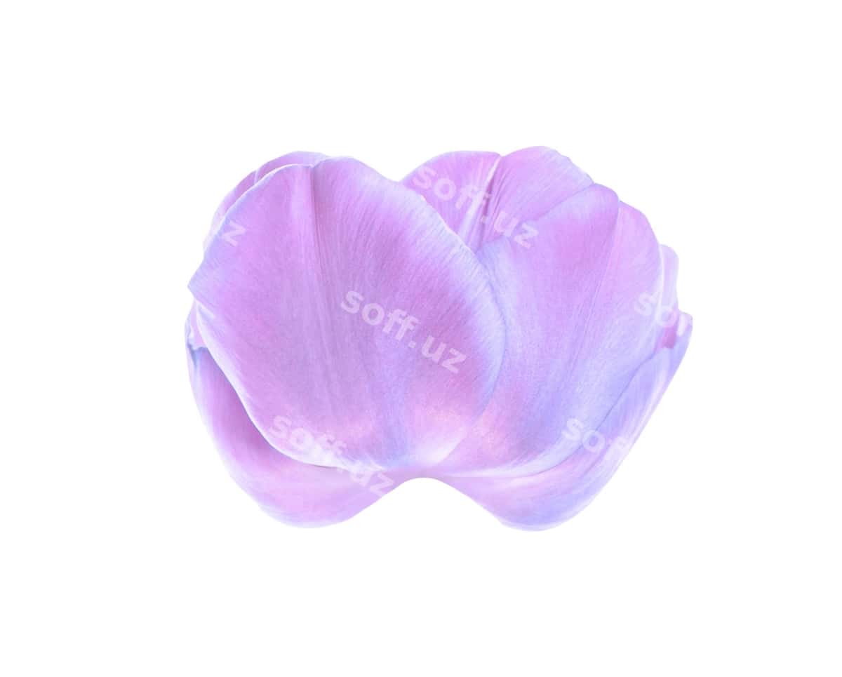 Binafsha lola yakka | Purple tulip isolated 1