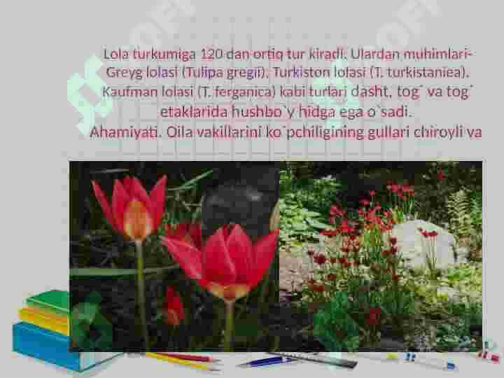 Bir urug’ pallalilar sinfi 2