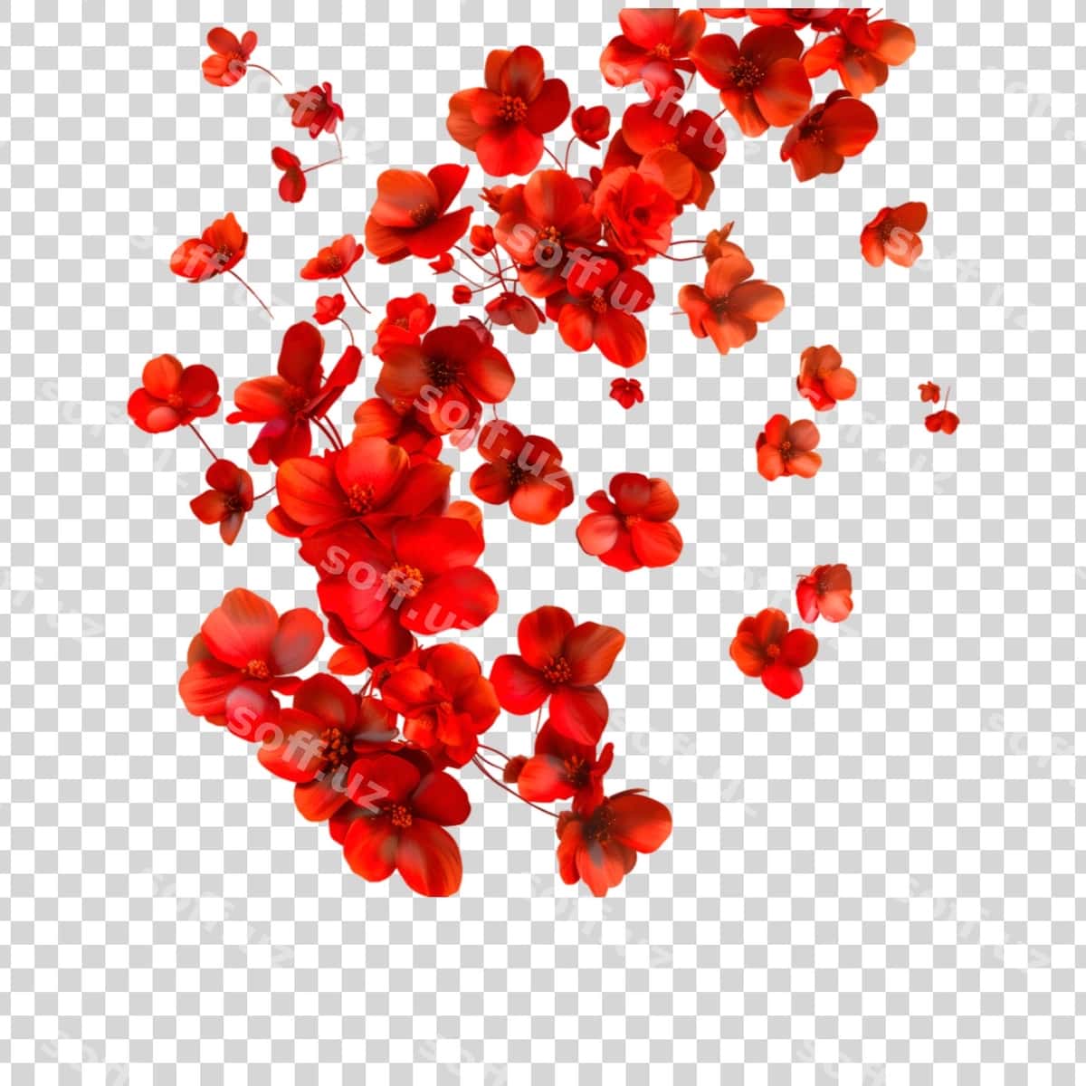 Qizil gul shaffof orqa fonda | Red flowers transparent background 1