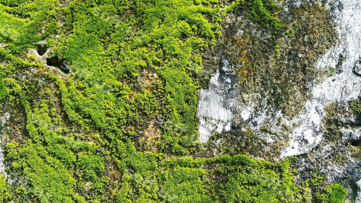 Chiroyli manzara, shadar, o'rmon | Scenic view waterfall forest 1