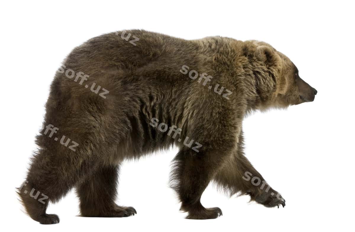 Siberiyali jigarrang ayiq | Siberian brown bear 1