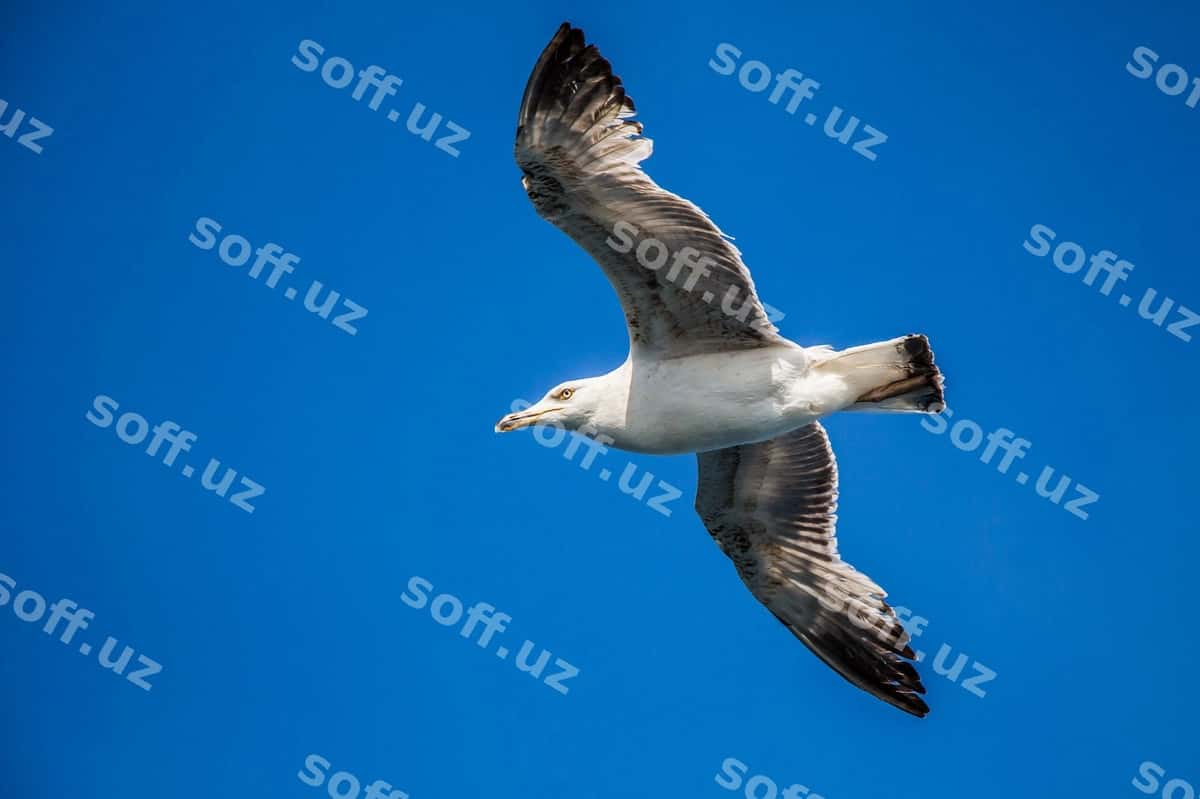 Bitta qaldirg'a ko'k osmon ostida uchiyapdi. | Single seagull flying blue sky 1