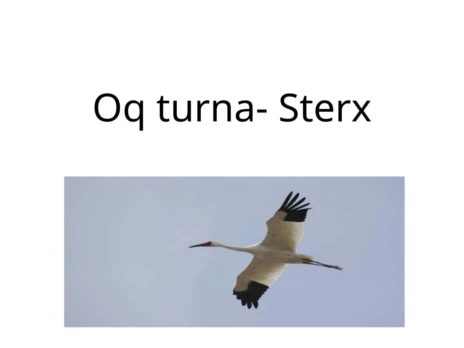 Oqturna-Sterx 1