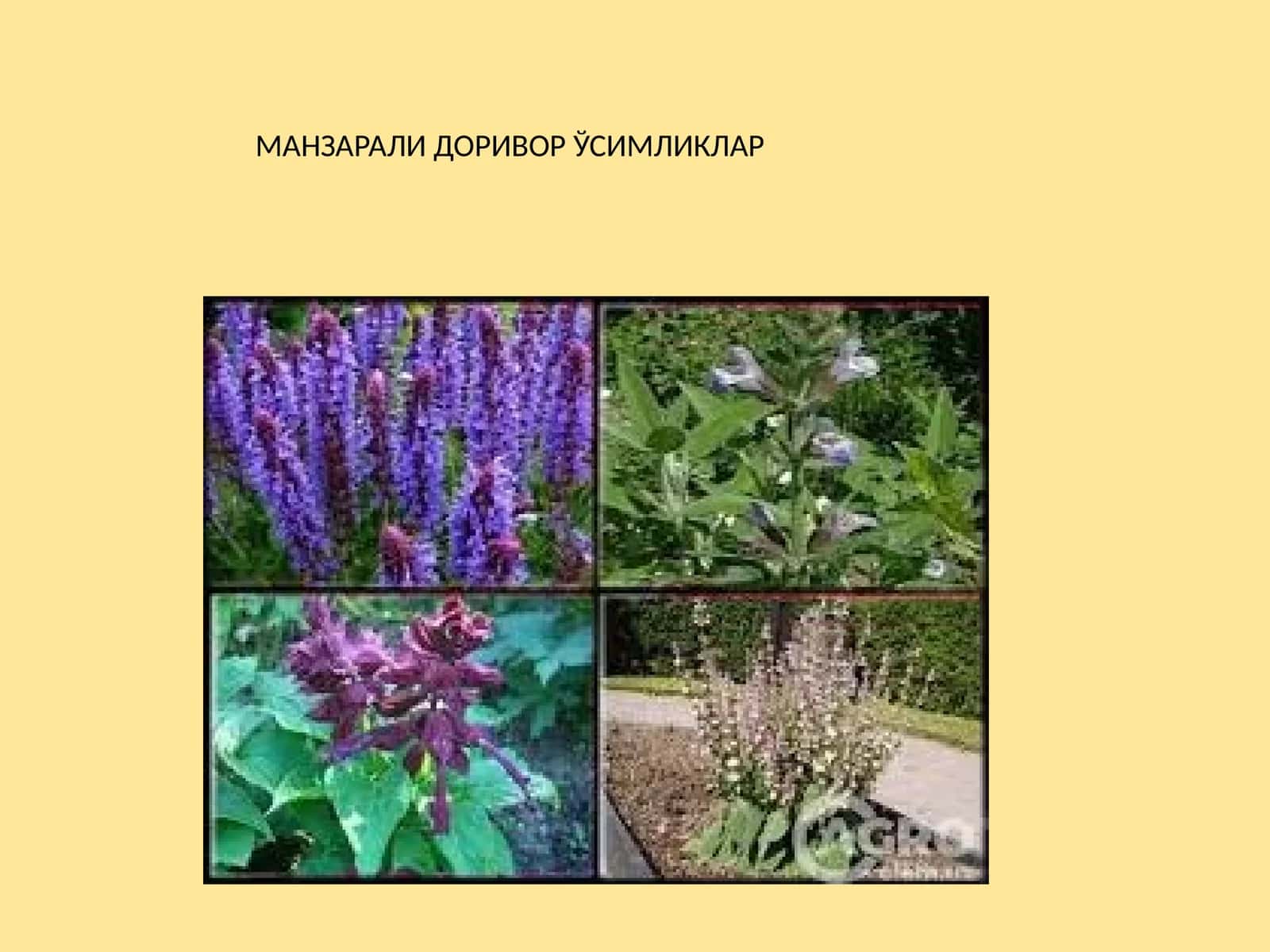 МАНЗАРАЛИ ДОРИВОР ЎСИМЛИКЛАР 1