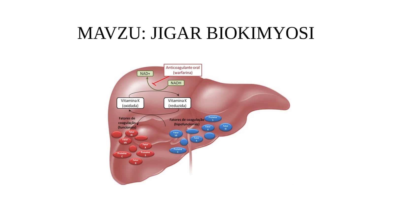 jigar biokimyosi 1