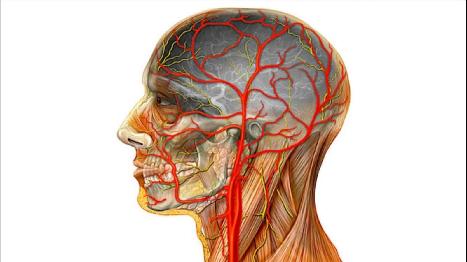 ICHKI UYQU ARTERIYASI 1