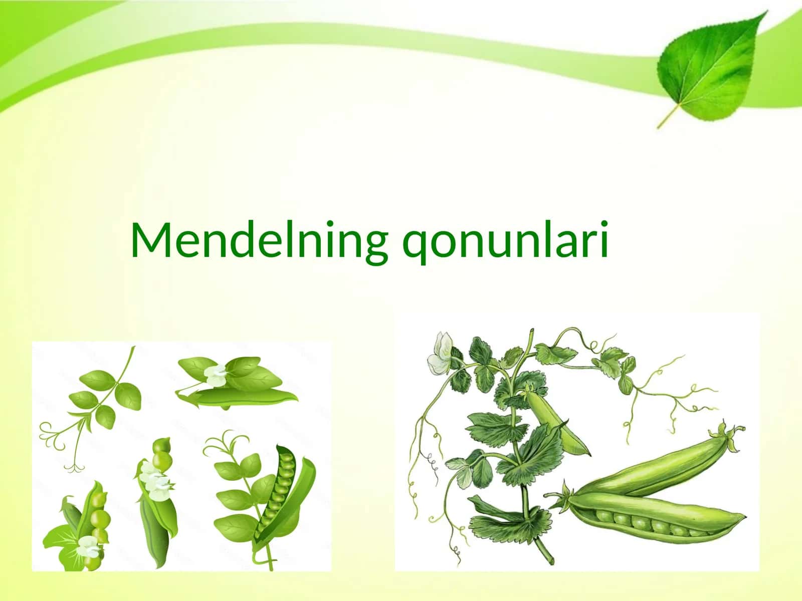 Mendelning qonunlari 1