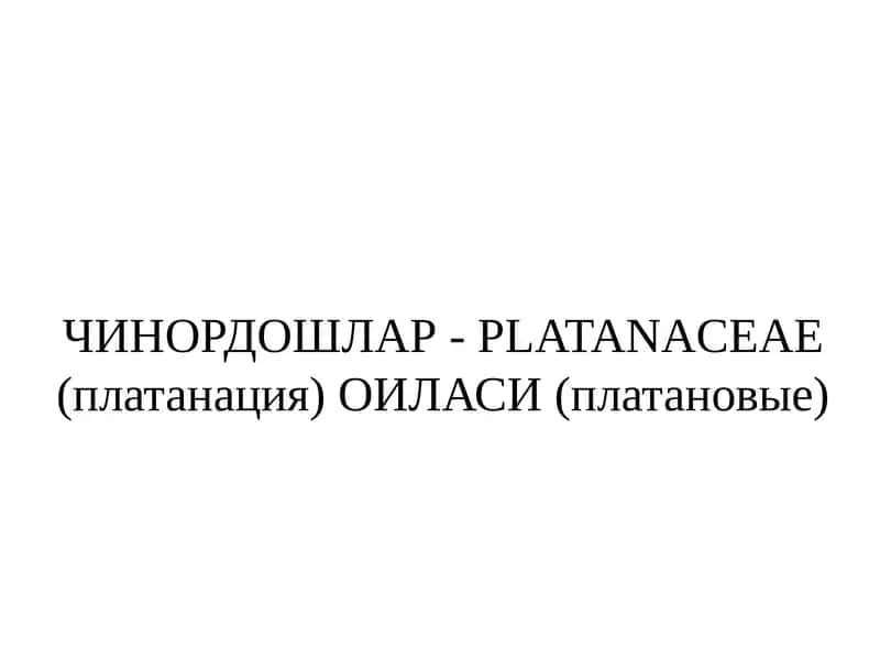 Чинордошлар- PLATANACEAE (платанация) ОИЛАСИ (платановые) 1