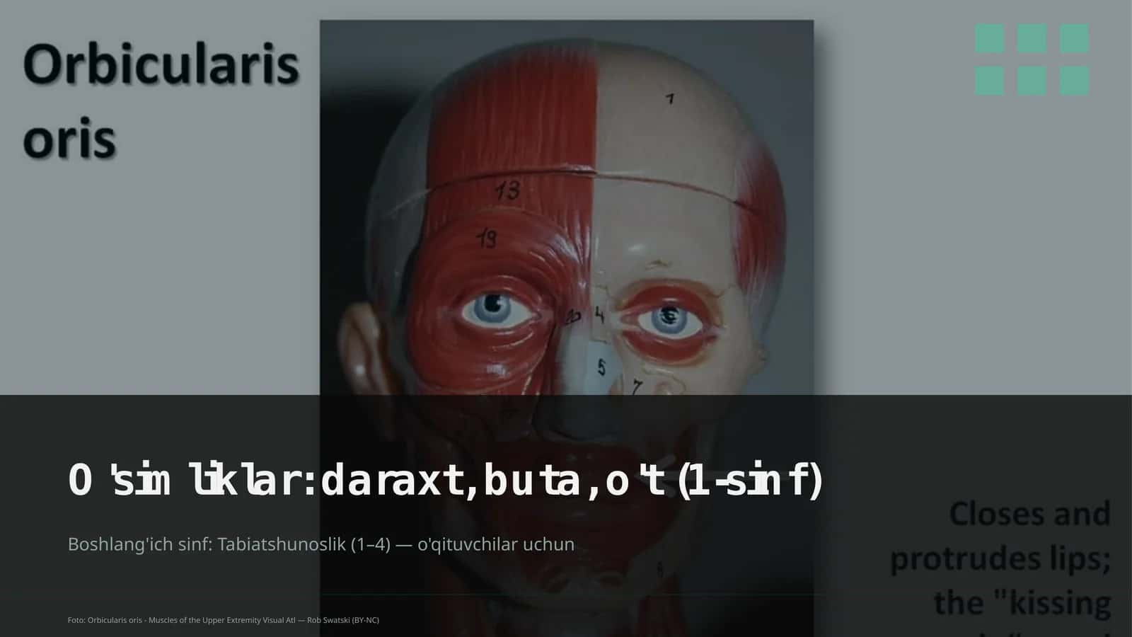 O'simliklar: daraxt, buta, o't (1-sinf) 1