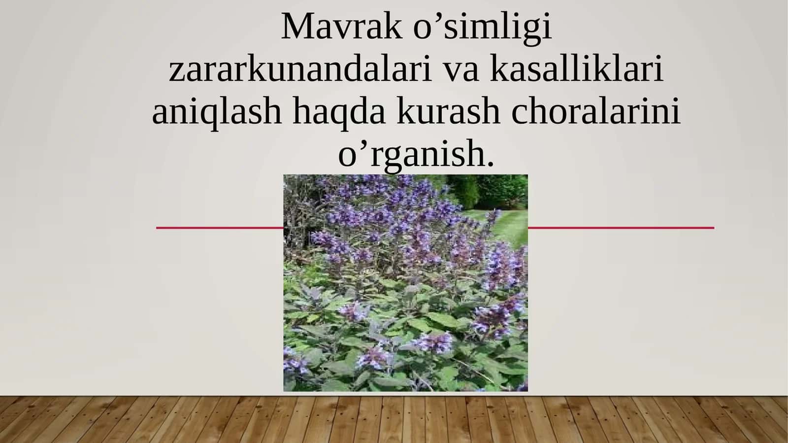 Mavrak (Salvia) 1
