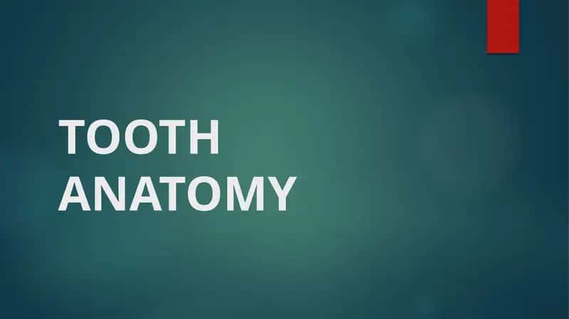 TOOTH ANATOMY 1