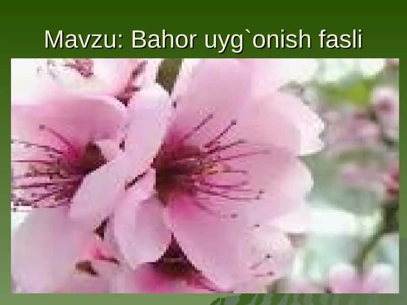 Bahor 1