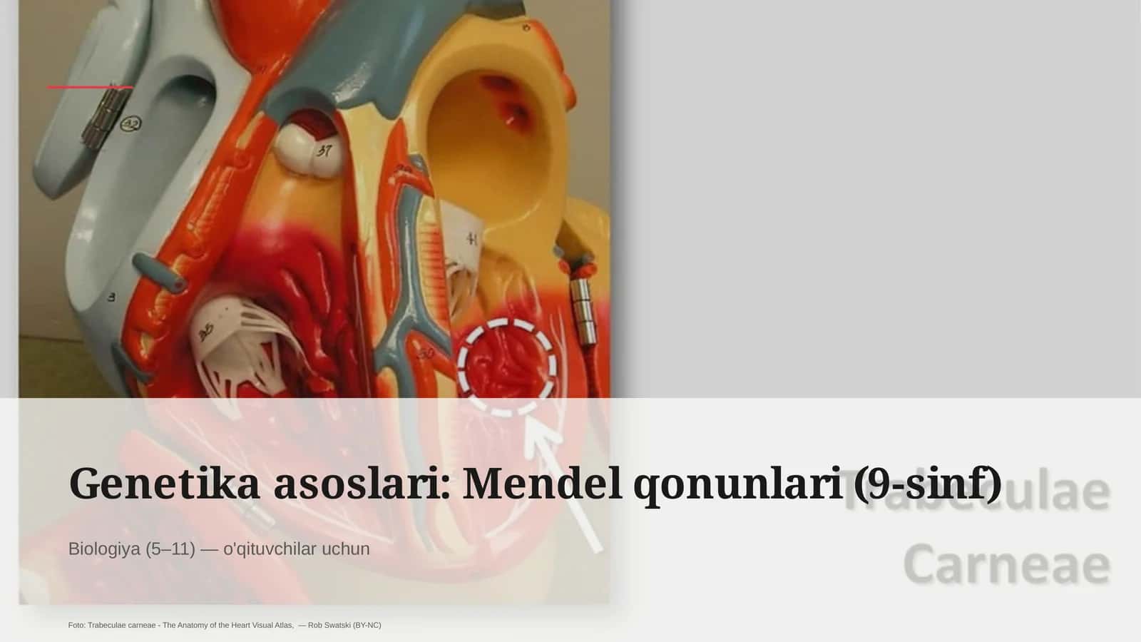 Mendel qonunlari (9-sinf) 1
