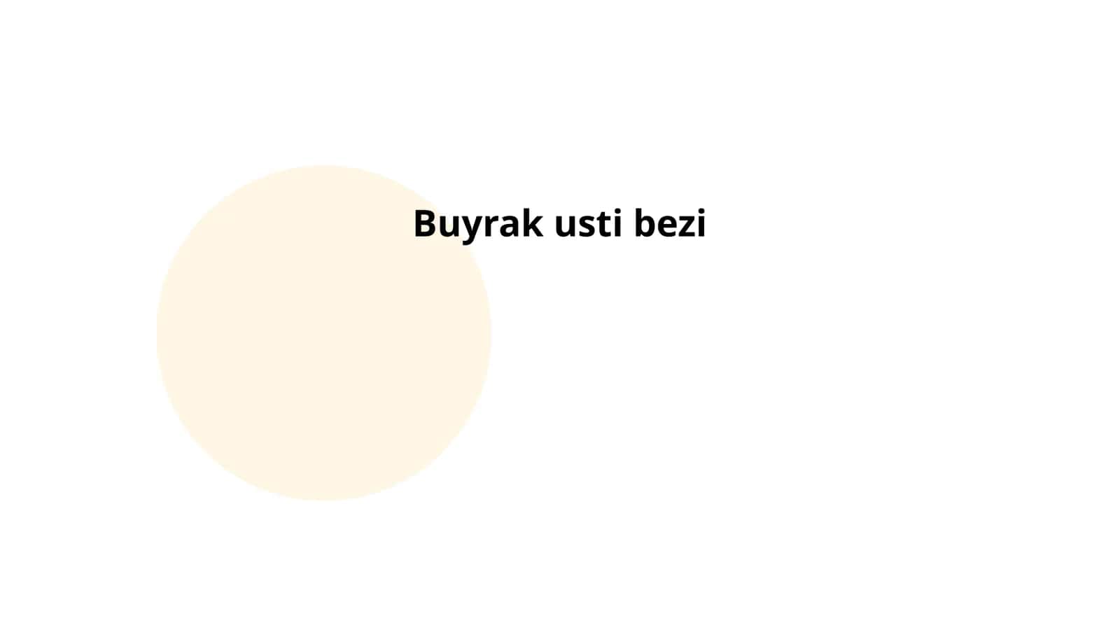 Buyrak usti bezi 1