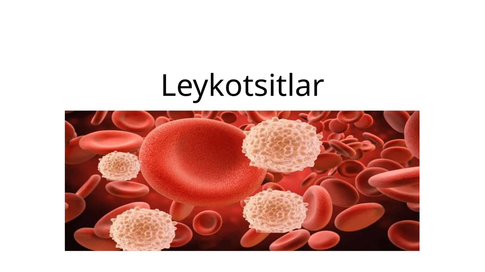 Leykotsitlar fiziologiya 1