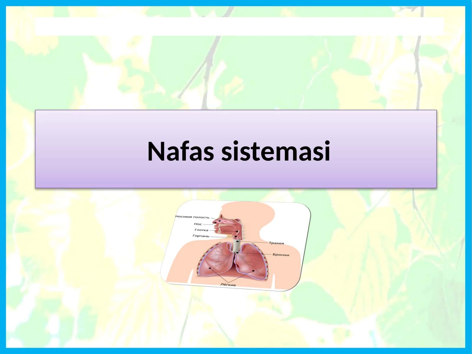 Nafas sistemasi 1
